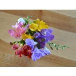 Holland illatos frézia